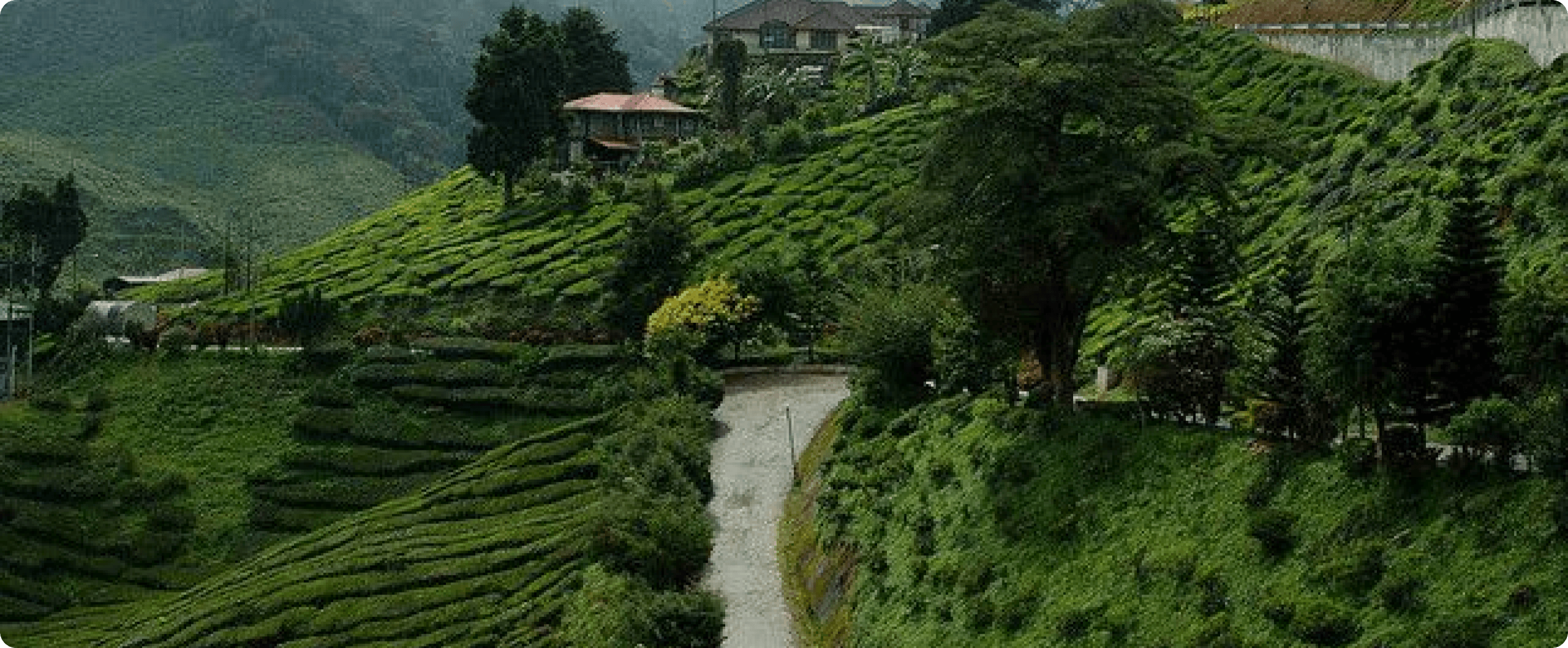 Festival Ngondo